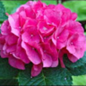 Meet your Posher, Sandi